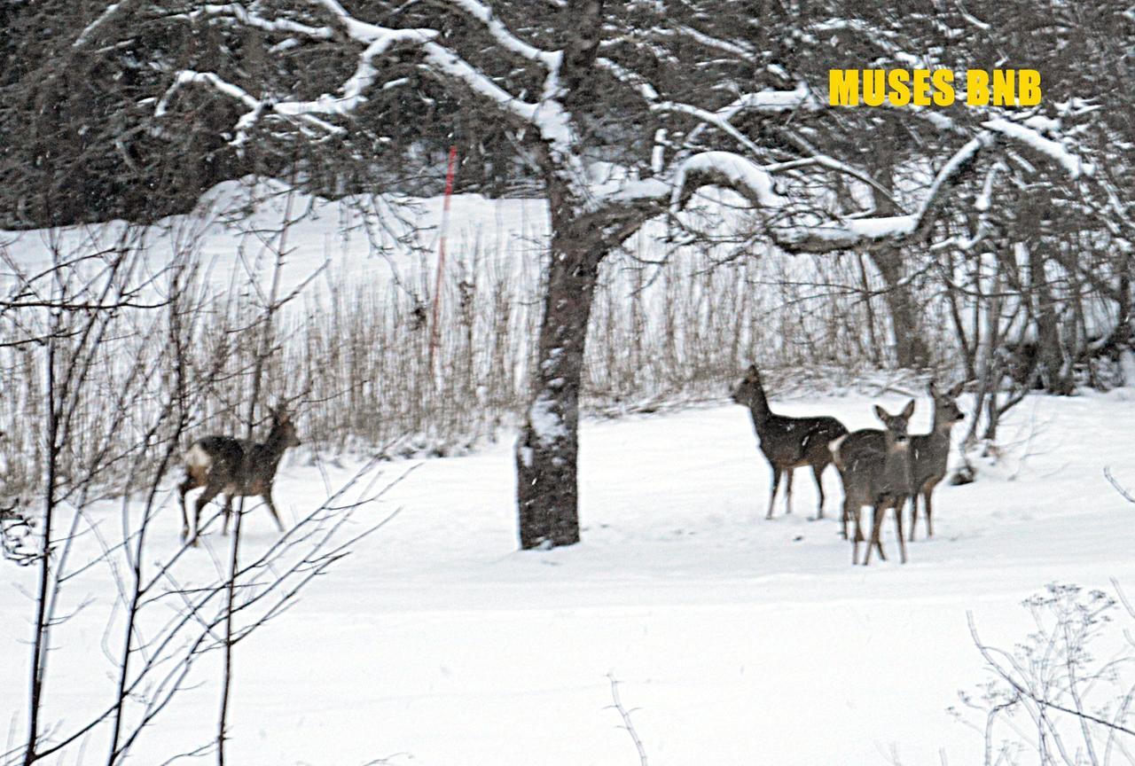 Muses Bnb Bed & Breakfast Bed and Breakfast Bergvik Εξωτερικό φωτογραφία
